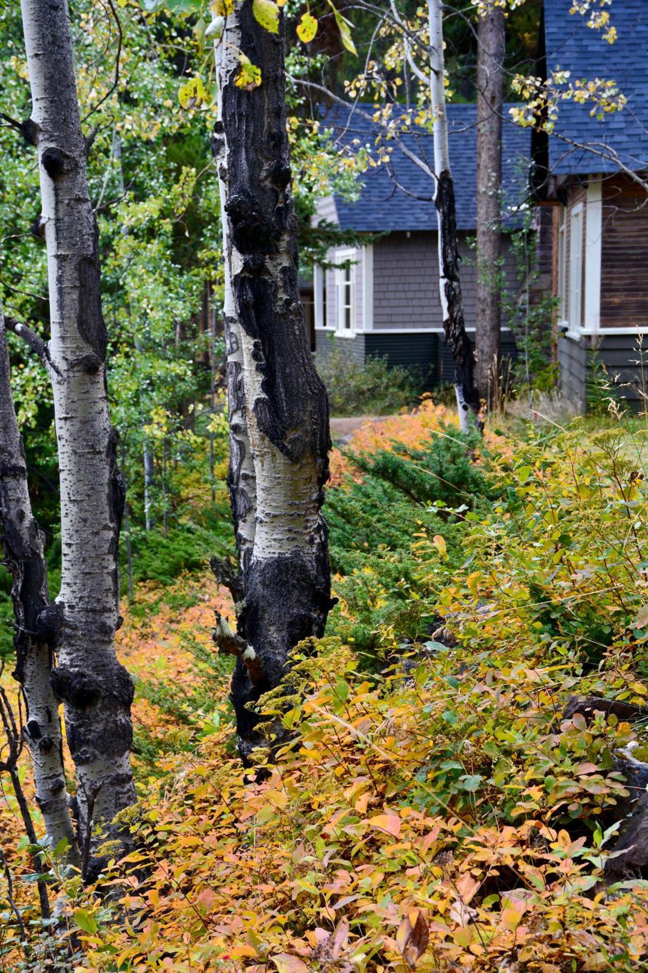 Johnston Canyon Lodge & Bungalows Castle Junction Extérieur photo